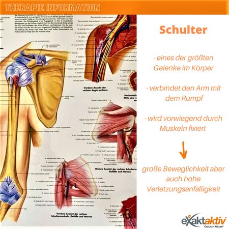 Informationsblatt zum Thema Schulter