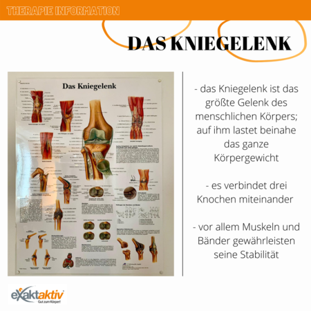 Informationsblatt zum Thema Kniegelenk