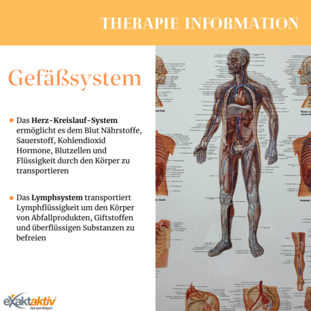 Informationsblatt zum Thema Gefäßsystem